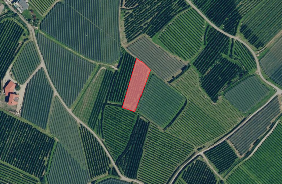 Obstwiese mit ca. 1.400 m² bei Latsch zu verkaufen Obstwiese mit ca. 1.400 m² bei Latsch zu verkaufen