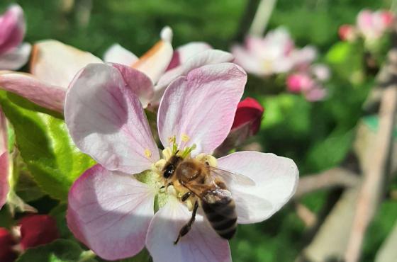 Schluderns: Obstwiese mit ca. 11.700 m² zu verkaufen Schluderns: Obstwiese mit ca. 11.700 m² zu verkaufen