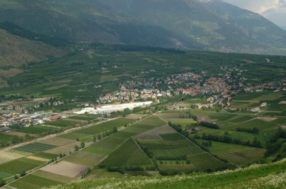 Laas: Obstbaufähige Wiese mit 7.000 m² zu verkaufen Laas: Obstbaufähige Wiese mit 7.000 m² zu verkaufen