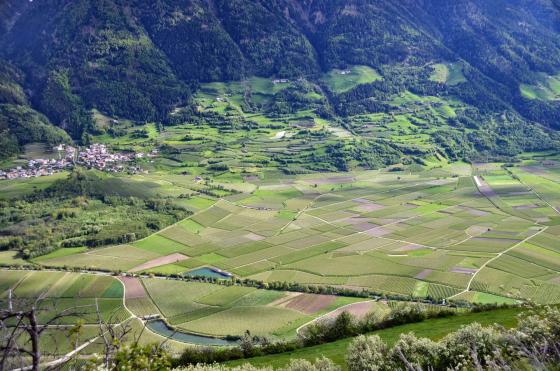 Laas / Tschengls: Landwirtschaftliches Grundstück mit ca. 3.100 m² zu verkaufen