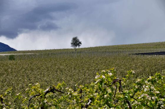 Obstwiese in Latsch "Tieftol" zu verkaufen Obstwiese in Latsch "Tieftol" zu verkaufen