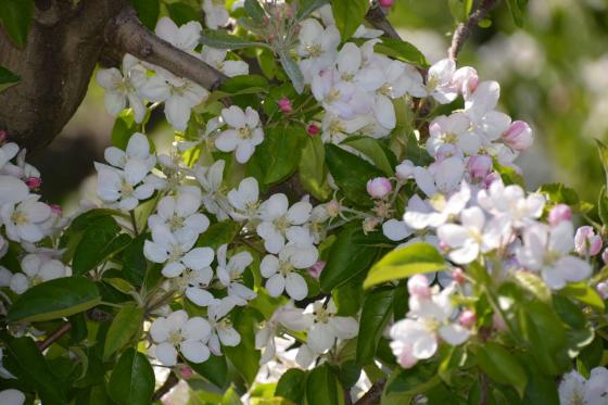 Laas: Obstwiese mit ca. 3.900 m² zu verkaufen Laas: Obstwiese mit ca. 3.900 m² zu verkaufen