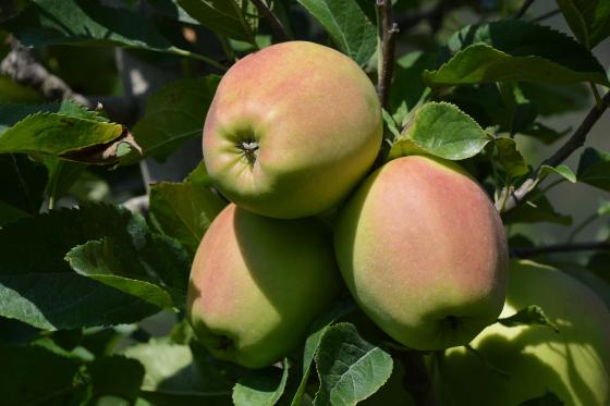 Latsch: Obstwiese mit ca. 2.400 m² zu verkaufen Latsch: Obstwiese mit ca. 2.400 m² zu verkaufen