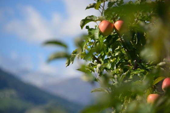 Tisens: Obstwiese mit ca. 1.200 m² zu verkaufen Tisens: Obstwiese mit ca. 1.200 m² zu verkaufen