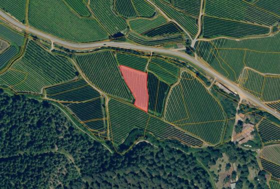 Latsch: Obstwiese mit ca. 2.400 m² zu verkaufen Latsch: Obstwiese mit ca. 2.400 m² zu verkaufen