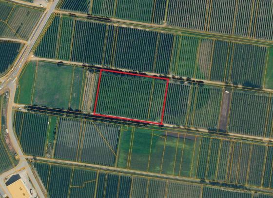 Laas/Tschengls: Obstwiese mit ca. 7.500 m² zu verkaufen Laas/Tschengls: Obstwiese mit ca. 7.500 m² zu verkaufen