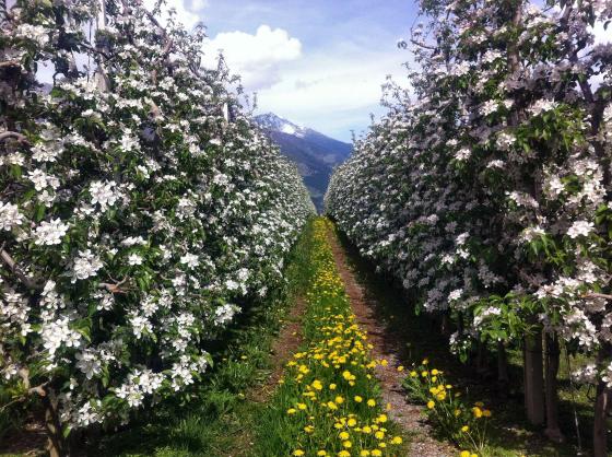 Biozertifizierte Obstwiese in Partschins zu verkaufen Biozertifizierte Obstwiese in Partschins zu verkaufen