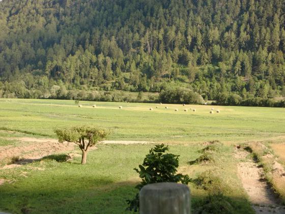 Burgeis: Futterwiese zwischen Burgeis und Ulten Burgeis: Futterwiese zwischen Burgeis und Ulten