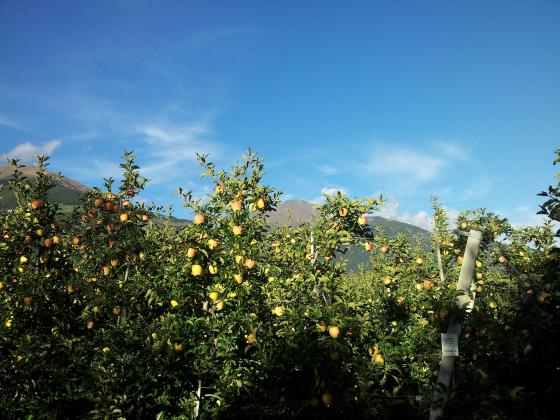 Laas: Obstwiese mit 5.800 m² zu verkaufen Laas: Obstwiese mit 5.800 m² zu verkaufen