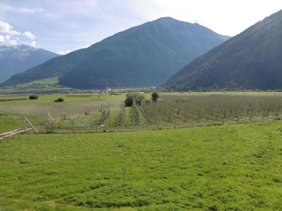 Landwirtschaftliches Grundstück zwischen Schleis und Burgeis zu verkaufen Landwirtschaftliches Grundstück zwischen Schleis und Burgeis zu verkaufen