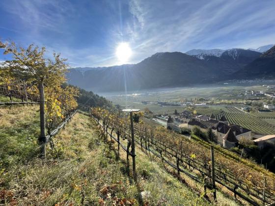 Latsch/Goldrain: Weingut mit ca. 7.200 m² in herrlicher Lage am Sonnenberg zu verkaufen Latsch/Goldrain: Weingut mit ca. 7.200 m² in herrlicher Lage am Sonnenberg zu verkaufen