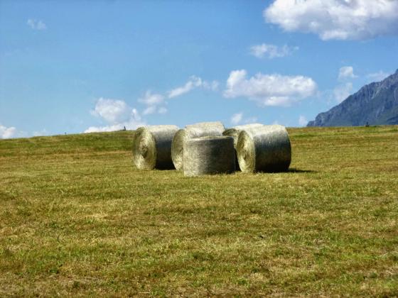 Mals / Burgeis: Landwirtschaftliches Grundstück mit ca. 5.200 m² zu verkaufen