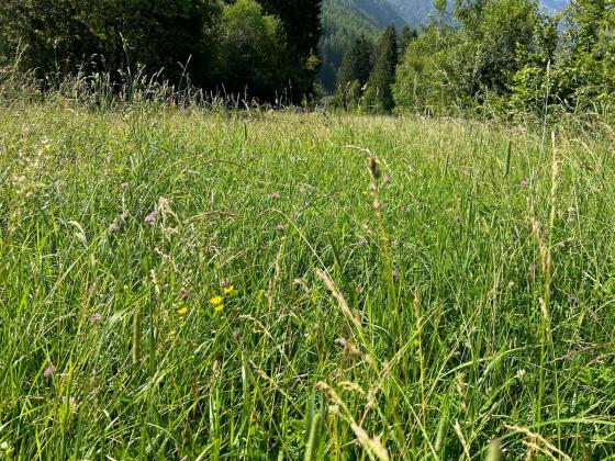 Mals/Laatsch: Futterwiese mit ca. 3.770 m² zu verkaufen Mals/Laatsch: Futterwiese mit ca. 3.770 m² zu verkaufen