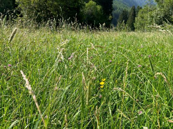 Mals: Landwirtschaftliches Grundstück mit ca. 3.040 m² zu verkaufen Mals: Landwirtschaftliches Grundstück mit ca. 3.040 m² zu verkaufen
