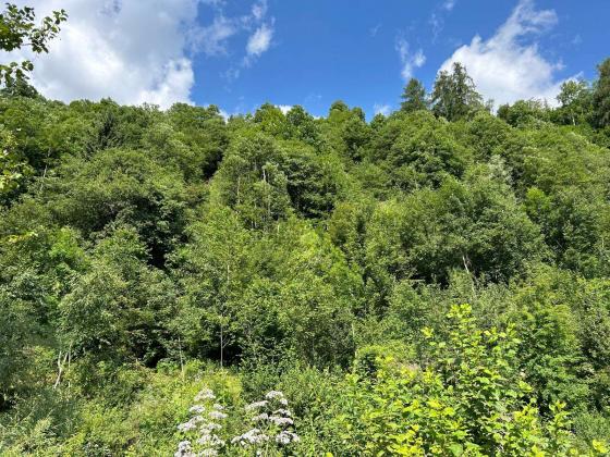 Martell - Wald in guter Lage zu verkaufen Martell - Wald in guter Lage zu verkaufen