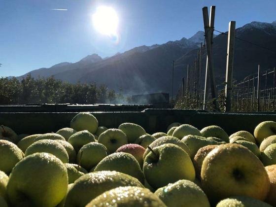Obstwiese mit ca. 3.147m² in Laas zu verkaufen Obstwiese mit ca. 3.147m² in Laas zu verkaufen