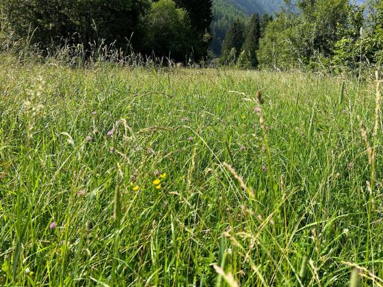 Prad: Landwirtschaftliches Grundstück mit ca. 5.000 m² zu verkaufen Prad: Landwirtschaftliches Grundstück mit ca. 5.000 m² zu verkaufen