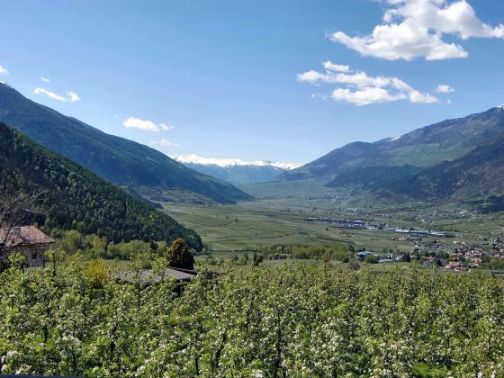 Schlanders/Göflan: Obstwiese mit ca. 5.670 m² zu verkaufen Schlanders/Göflan: Obstwiese mit ca. 5.670 m² zu verkaufen