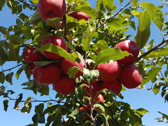 Schlanders/Göflan: Obstwiese mit ca. 5.670 m² zu verkaufen Schlanders/Göflan: Obstwiese mit ca. 5.670 m² zu verkaufen