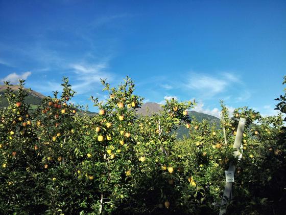 Schlanders/Kortsch: Obstwiese mit ca. 2.200 m² zu verkaufen Schlanders/Kortsch: Obstwiese mit ca. 2.200 m² zu verkaufen