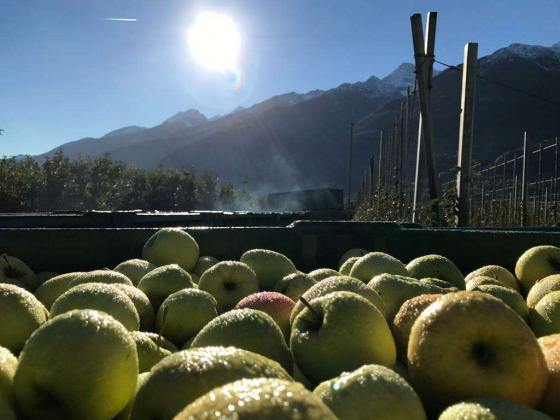 Schlanders: Obstwiese mit ca. 3.140 m² zu verkaufen Schlanders: Obstwiese mit ca. 3.140 m² zu verkaufen