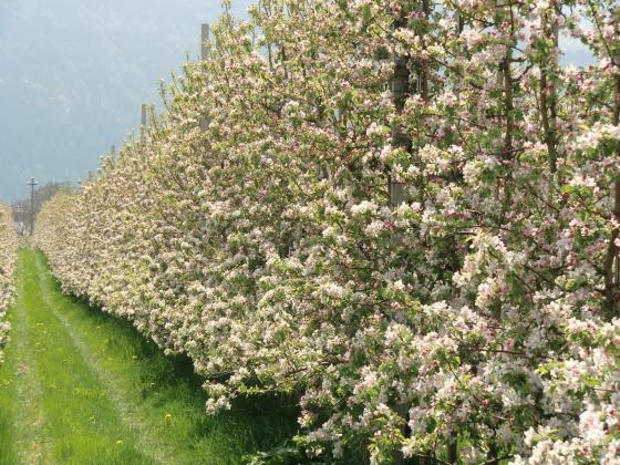 Tisens: Obstwiese mit ca. 800 m² zu verkaufen Tisens: Obstwiese mit ca. 800 m² zu verkaufen