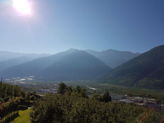 Weingarten in Vetzan Weingarten in Vetzan