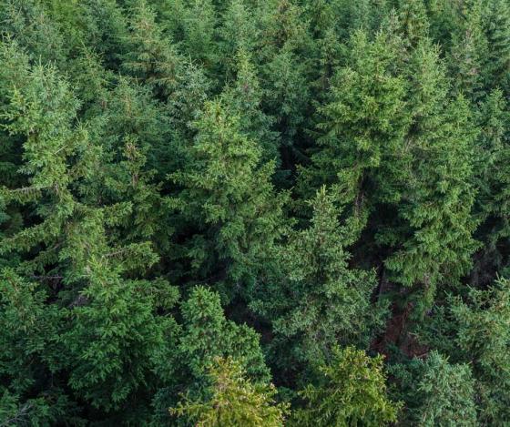 Martell: Wald mit ca. 5 ha zu verkaufen Martell: Wald mit ca. 5 ha zu verkaufen